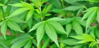 Close-up of vibrant green cannabis leaves