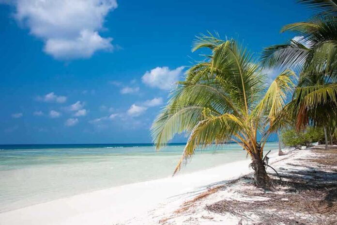 shutterstock_33992269.jpg Tropical beach with palm trees and clear blue water under a bright sky