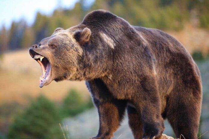 A grizzly bear roaring in a natural setting