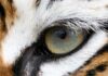 Close-up of a tigers eye showcasing its intricate details