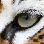 Close-up of a tigers eye showcasing its intricate details