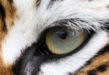 Close-up of a tigers eye showcasing its intricate details