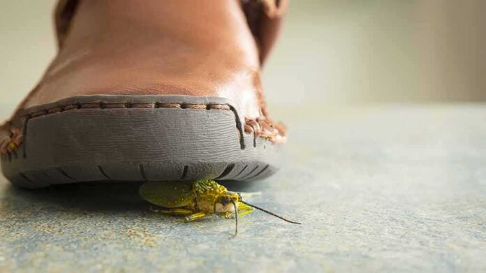 Close-up of a shoe with an insect underneath