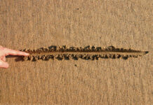Finger drawing line in wet sand beach