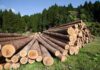 Asset Giants Fuel Forest DESTRUCTION — TRUTH REVEALED! Stacked logs in a green forested area