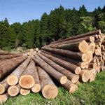Asset Giants Fuel Forest DESTRUCTION — TRUTH REVEALED! Stacked logs in a green forested area