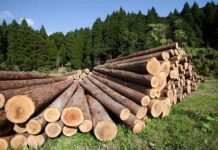 Stacked logs in a green forested area