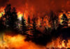 A Landmark Amazon Conservation Win Trees burning in a forest fire at night.