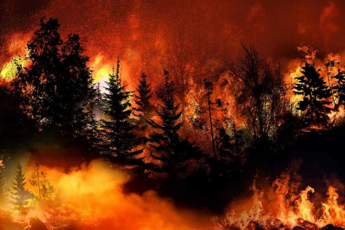 1788639788 Trees burning in a forest fire at night.