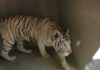 Rescued Tiger Sitara Begins New Life at Oakland Zoo ALERT - NEW RESCUE - White Tiger Zuri