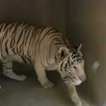 ALERT - NEW RESCUE - White Tiger Zuri