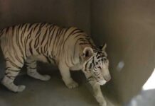 Rescued Tiger Sitara Begins New Life at Oakland Zoo ALERT - NEW RESCUE - White Tiger Zuri