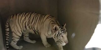 ALERT - NEW RESCUE - White Tiger Zuri
