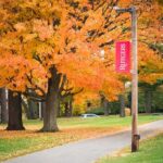 Autumn trees along a campus pathway with red banners on poles