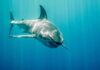 Great white shark swimming in blue ocean