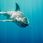 Blue-Light Predator Vision Defies Age Great white shark swimming in blue ocean