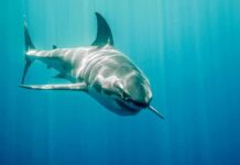 Blue-Light Predator Vision Defies Age Great white shark swimming in blue ocean