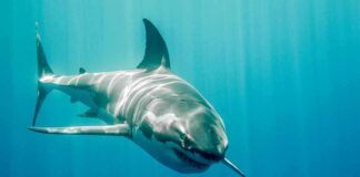 Great white shark swimming in blue ocean