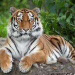 Rescued Tiger Sitara Begins New Life at Oakland Zoo Tiger resting on the ground with paws forward
