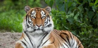Tiger resting on the ground with paws forward