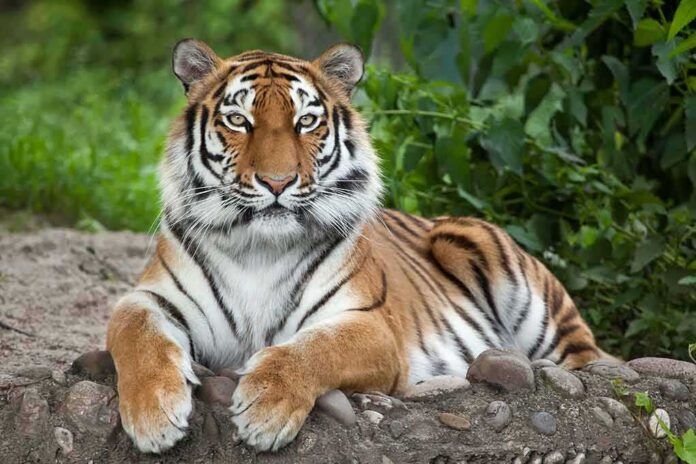 shutterstock_536201545 Tiger resting on the ground with paws forward